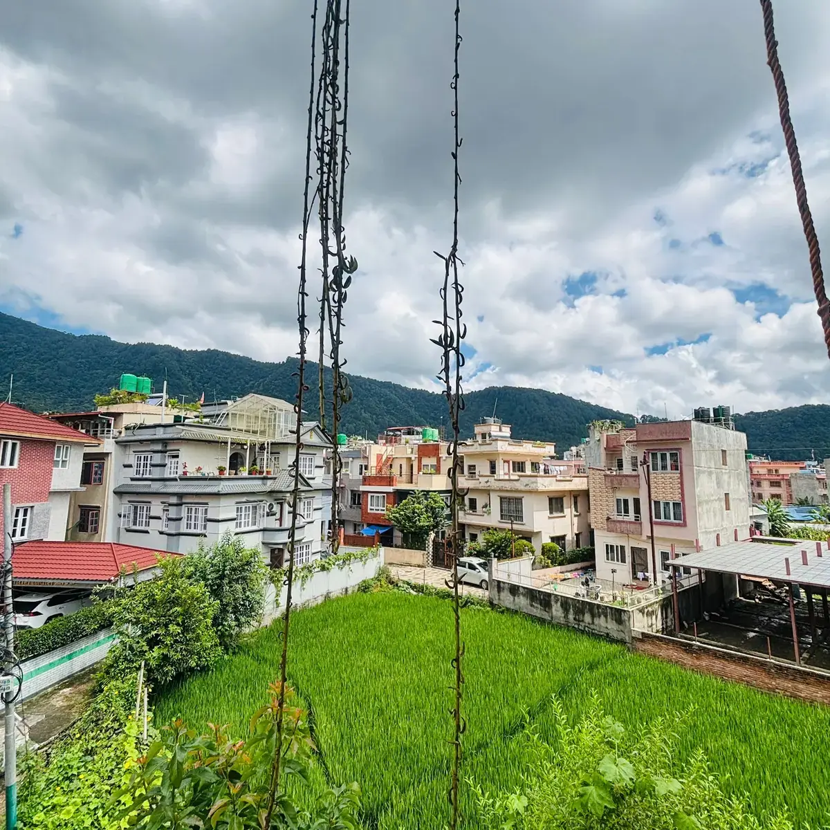 Green fields and Nagarjun hills viewed from the homestay balcony
